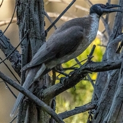 Philemon corniculatus (Noisy Friarbird) at Lower Portland, NSW - 8 Nov 2025 by BlundellsSwamp