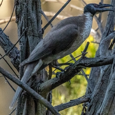 Philemon corniculatus (Noisy Friarbird) at Lower Portland, NSW - 8 Nov 2025 by BlundellsSwamp