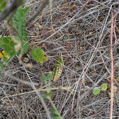 Perunga ochracea at Googong, NSW - 17 Nov 2025 by MilKeigh