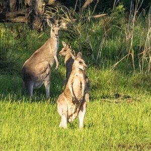 Macropus giganteus at Lower Portland, NSW - 8 Nov 2025 by BlundellsSwamp