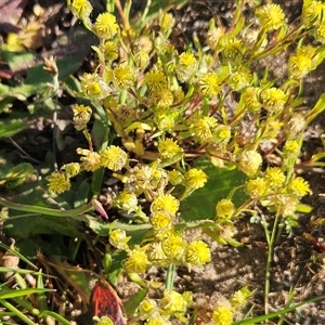 Triptilodiscus pygmaeus at Whitlam, ACT - Today by sangio7