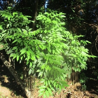 Toechima daemelianum at Manoora, QLD - Today by JasonPStewart