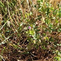 Geranium solanderi var. solanderi at Whitlam, ACT - 19 Nov 2025 by sangio7