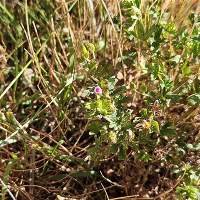 Geranium solanderi var. solanderi at Whitlam, ACT - 19 Nov 2025 by sangio7