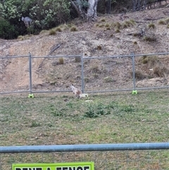 Wallabia bicolor (Swamp Wallaby) at Captains Flat, NSW - 19 Nov 2025 by JasonBrown