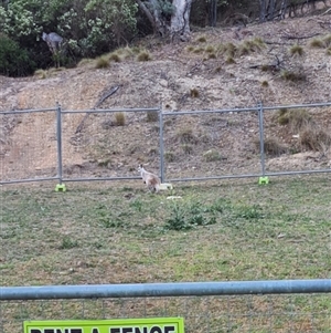 Wallabia bicolor at Captains Flat, NSW - Yesterday by JasonBrown