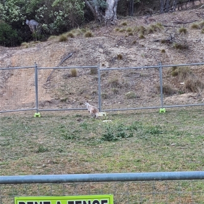 Wallabia bicolor (Swamp Wallaby) at Captains Flat, NSW - 19 Nov 2025 by JasonBrown