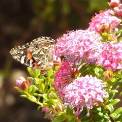 Vanessa kershawi at Acton, ACT - Yesterday by HelenCross