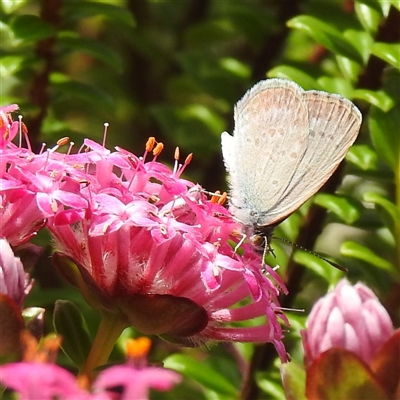 Unverified Blue or Copper (Lycaenidae) at Acton, ACT - Yesterday by HelenCross