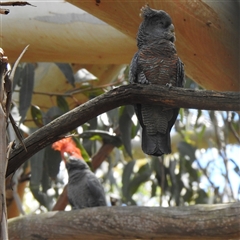 Callocephalon fimbriatum by HelenCross