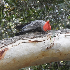 Callocephalon fimbriatum by HelenCross