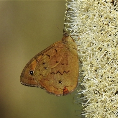 Heteronympha merope at Acton, ACT - Yesterday by HelenCross