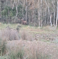 Cervus unicolor at Captains Flat, NSW - Today by JasonBrown