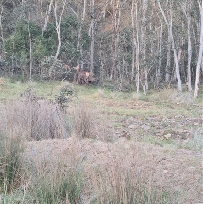 Cervus unicolor at Captains Flat, NSW - Today by JasonBrown