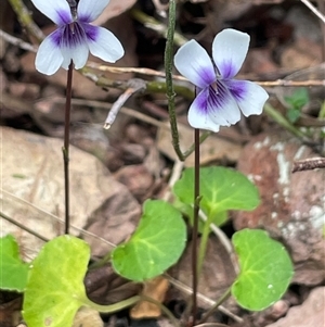 Viola hederacea at Monga, NSW - Yesterday by JaneR