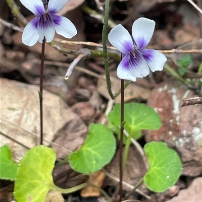Viola hederacea (Ivy-leaved Violet) at Monga, NSW - 19 Nov 2025 by JaneR