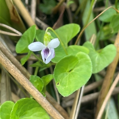 Viola caleyana at Monga, NSW - 19 Nov 2025 by JaneR