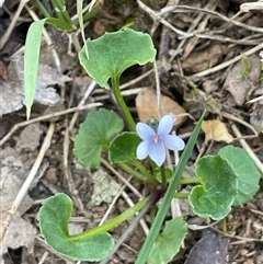 Viola sp. at Monga, NSW - 19 Nov 2025 by JaneR