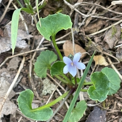 Viola sp. at Monga, NSW - 19 Nov 2025 by JaneR