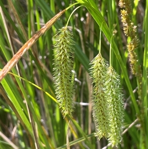 Carex fascicularis (Tassel Sedge) at Monga, NSW - Yesterday by JaneR