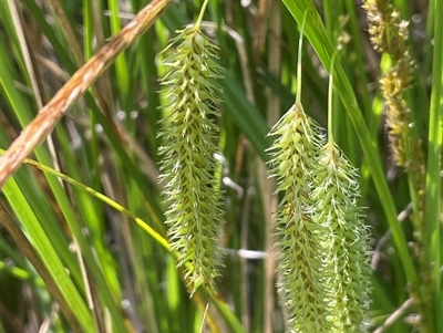 Carex fascicularis (Tassel Sedge) at Monga, NSW - Yesterday by JaneR