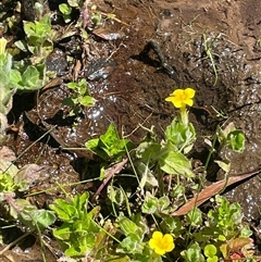 Erythranthe moschata at Monga, NSW - 19 Nov 2025 by JaneR