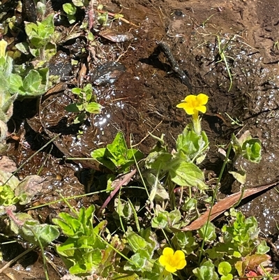 Erythranthe moschata at Monga, NSW - 19 Nov 2025 by JaneR