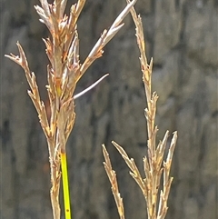 Lepidosperma urophorum (Tailed Rapier-sedge) at Monga, NSW - 19 Nov 2025 by JaneR