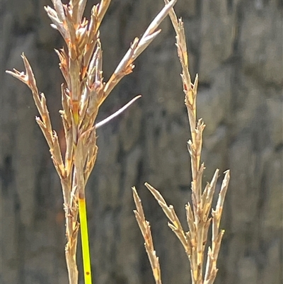 Lepidosperma urophorum (Tailed Rapier-sedge) at Monga, NSW - 19 Nov 2025 by JaneR
