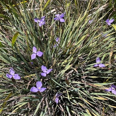 Patersonia glabrata at Monga, NSW - Yesterday by JaneR