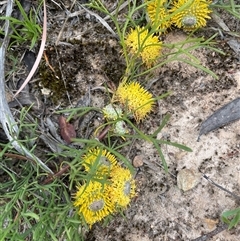 Isopogon prostratus at Monga, NSW - 19 Nov 2025 by JaneR