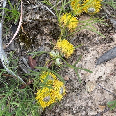 Isopogon prostratus at Monga, NSW - 19 Nov 2025 by JaneR