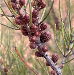 Allocasuarina nana at Monga, NSW - 19 Nov 2025 by JaneR