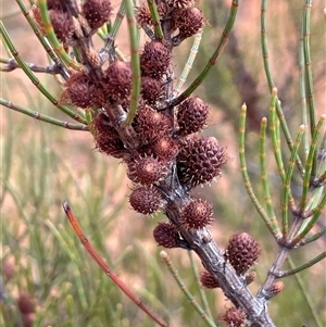 Allocasuarina nana at Monga, NSW - Yesterday by JaneR
