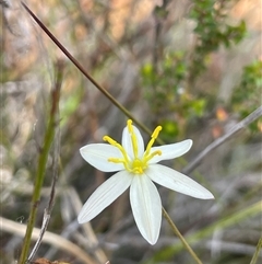 Thelionema caespitosum at Monga, NSW - Yesterday by JaneR