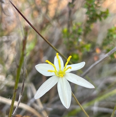 Thelionema caespitosum at Monga, NSW - Yesterday by JaneR