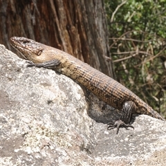 Egernia cunninghami (Cunningham's Skink) at Wee Jasper, NSW - Yesterday by Harrisi