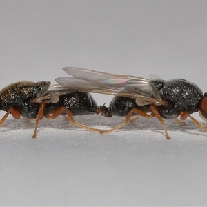 Damaromyia sp. (genus) at Lawson, ACT - Yesterday by TimL