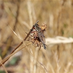 Zosteria sp. (genus) (Common brown robber fly) at Strathnairn, ACT - 19 Nov 2025 by TimL