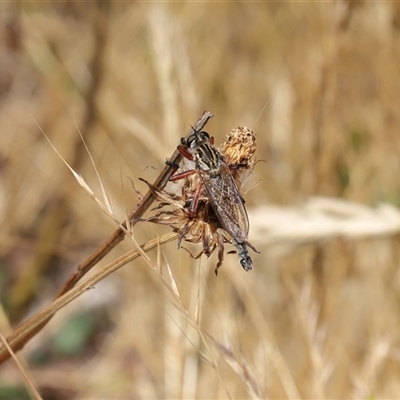 Zosteria sp. (genus) (Common brown robber fly) at Strathnairn, ACT - 19 Nov 2025 by TimL
