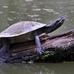 Emydura macquarii (Macquarie Turtle) at Splitters Creek, NSW - 15 Nov 2025 by MichaelWenke