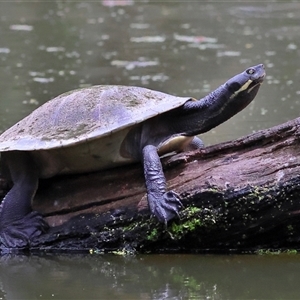Chelodina longicollis at Splitters Creek, NSW - 15 Nov 2025 by MichaelWenke