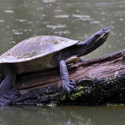 Emydura macquarii (Macquarie Turtle) at Splitters Creek, NSW - 15 Nov 2025 by MichaelWenke