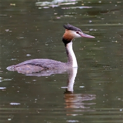 Podiceps cristatus at Splitters Creek, NSW - 15 Nov 2025 by MichaelWenke
