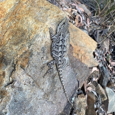 Amphibolurus muricatus (Jacky Lizard) at Acton, ACT - 16 Nov 2025 by simonstratford