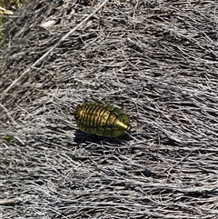 Unverified Cockroach (Blattodea, several families) at Cotter River, ACT - 10 Nov 2025 by simonstratford