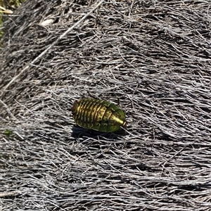 Unverified Cockroach (Blattodea, several families) at Cotter River, ACT - 10 Nov 2025 by simonstratford