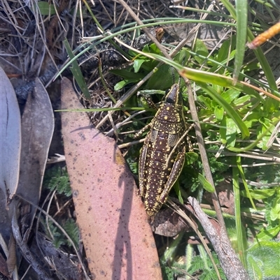 Unverified Grasshopper (several families) at Cotter River, ACT - 10 Nov 2025 by simonstratford