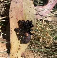 Hadronyche sp. (genus) (A funnel web) at Cotter River, ACT - 10 Nov 2025 by simonstratford