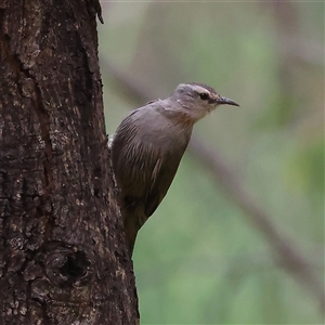 Climacteris affinis at Splitters Creek, NSW - 15 Nov 2025 by MichaelWenke